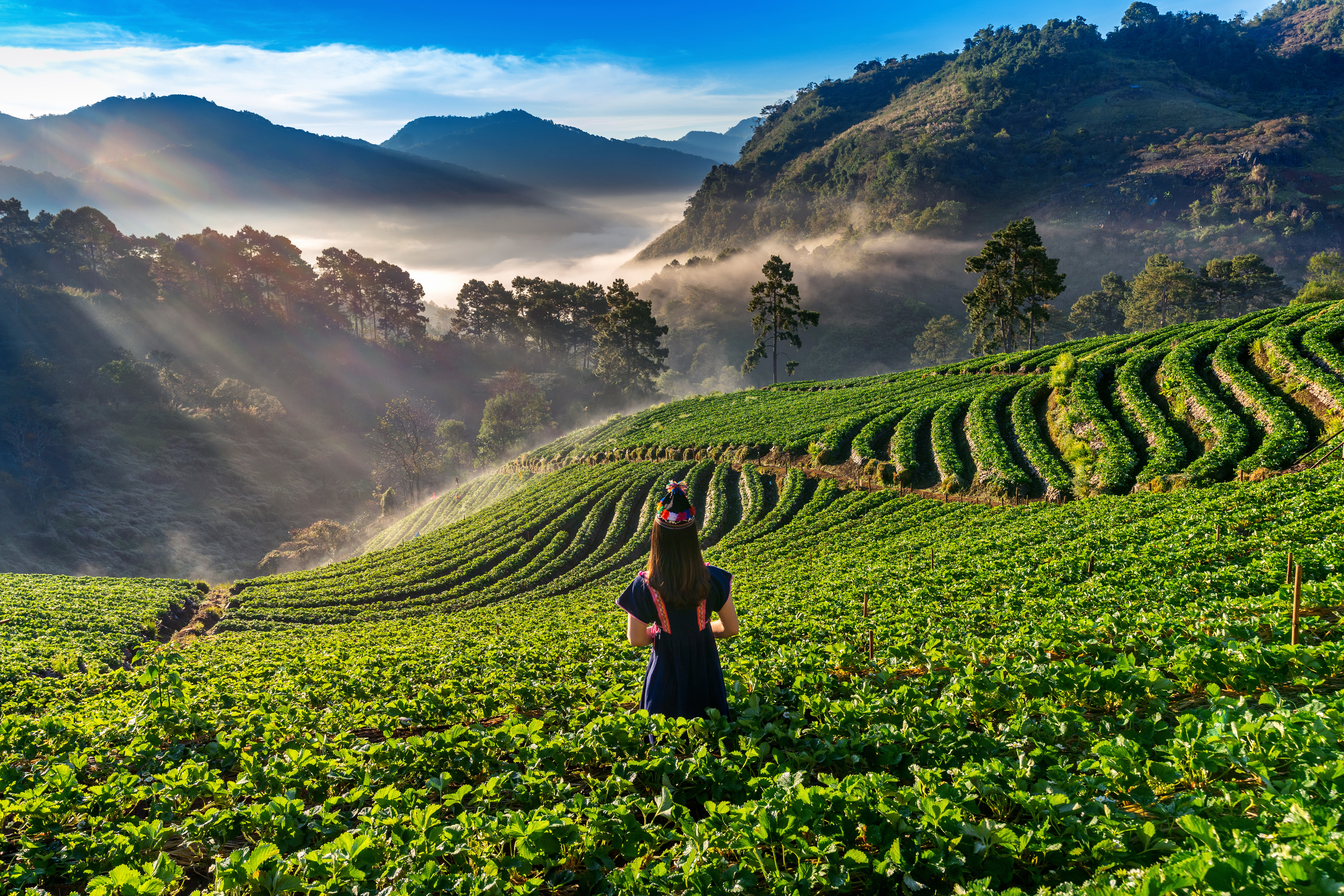 Cameron Highlands Bus Charter: 2D1N Itinerary & Tips