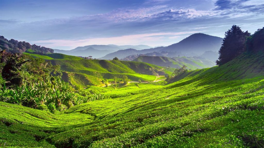 Cameron Highlands tour package - tea plantation, strawberry farm, rose garden, cool weather getaway